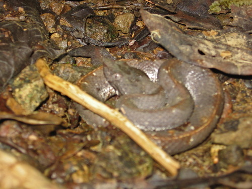 White-tailed Hognose Viper