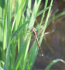 Potamarcha congener