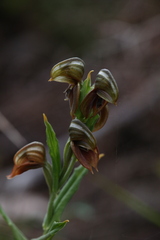 Pterostylis