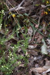 Pterostylis