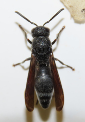 Allorhynchium chinense