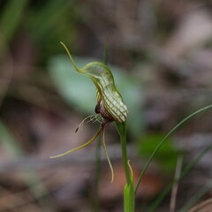 Pterostylis barbata