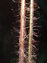 Lastreopsis hispida