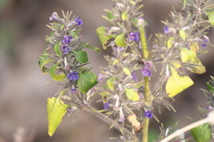 Haplanthodes verticillatus