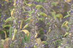 Haplanthodes verticillatus