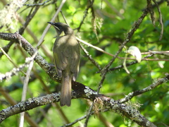 Meliphaga lewinii
