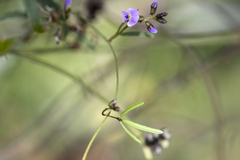 Glycine clandestina