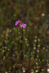 Utricularia multifida