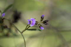 Glycine clandestina