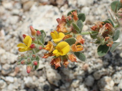 Acmispon heermannii heermannii