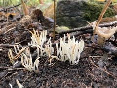 Clavaria