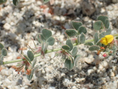 Acmispon heermannii heermannii
