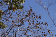 Combretum
