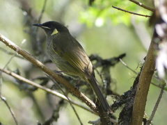 Meliphaga lewinii