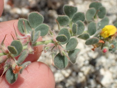 Acmispon heermannii heermannii