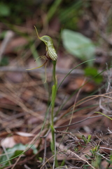 Pterostylis barbata