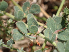 Acmispon heermannii heermannii
