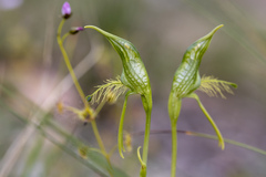 Pterostylis unicornis