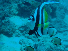 Heniochus acuminatus