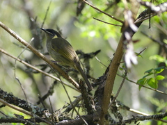 Meliphaga lewinii