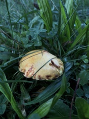Suillus americanus