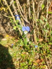 Commelina