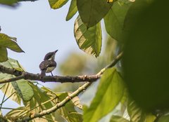 Hemipus hirundinaceus