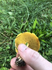 Suillus americanus