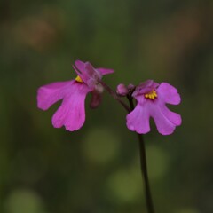 Utricularia multifida