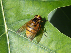 Volucella inanis