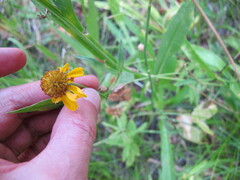 Helenium bigelovii
