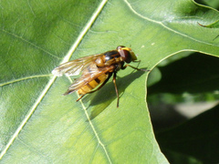Volucella inanis