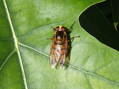 Volucella inanis