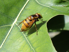 Volucella inanis