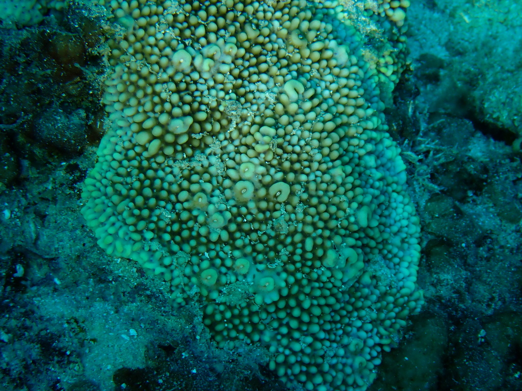 Rice Coral