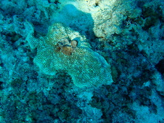 Montipora verrucosa