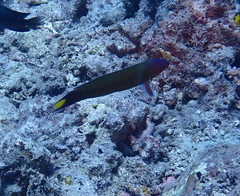 Thalassoma lunare