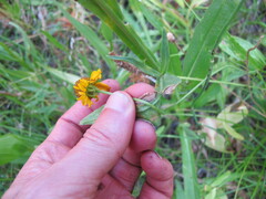 Helenium bigelovii