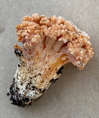 Ramaria capitata ochraceosalmonicolor
