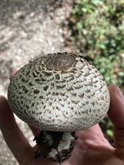 Chlorophyllum brunneum