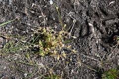 Cerastium beeringianum