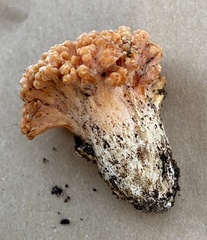 Ramaria capitata ochraceosalmonicolor