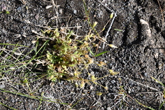 Cerastium beeringianum