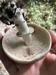 Chlorophyllum brunneum
