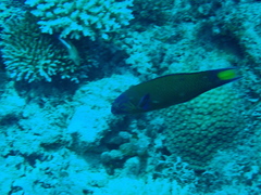 Thalassoma lunare