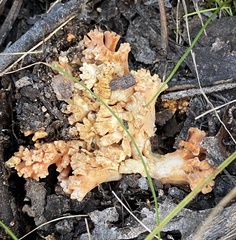 Ramaria capitata ochraceosalmonicolor