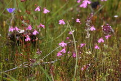 Utricularia multifida
