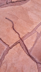 Apostolepis dimidiata