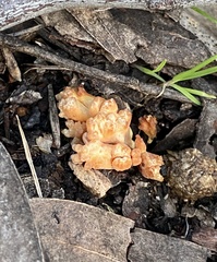 Ramaria capitata ochraceosalmonicolor