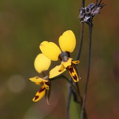 Diuris laxiflora